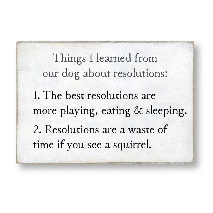 dog resolutions storyblock
