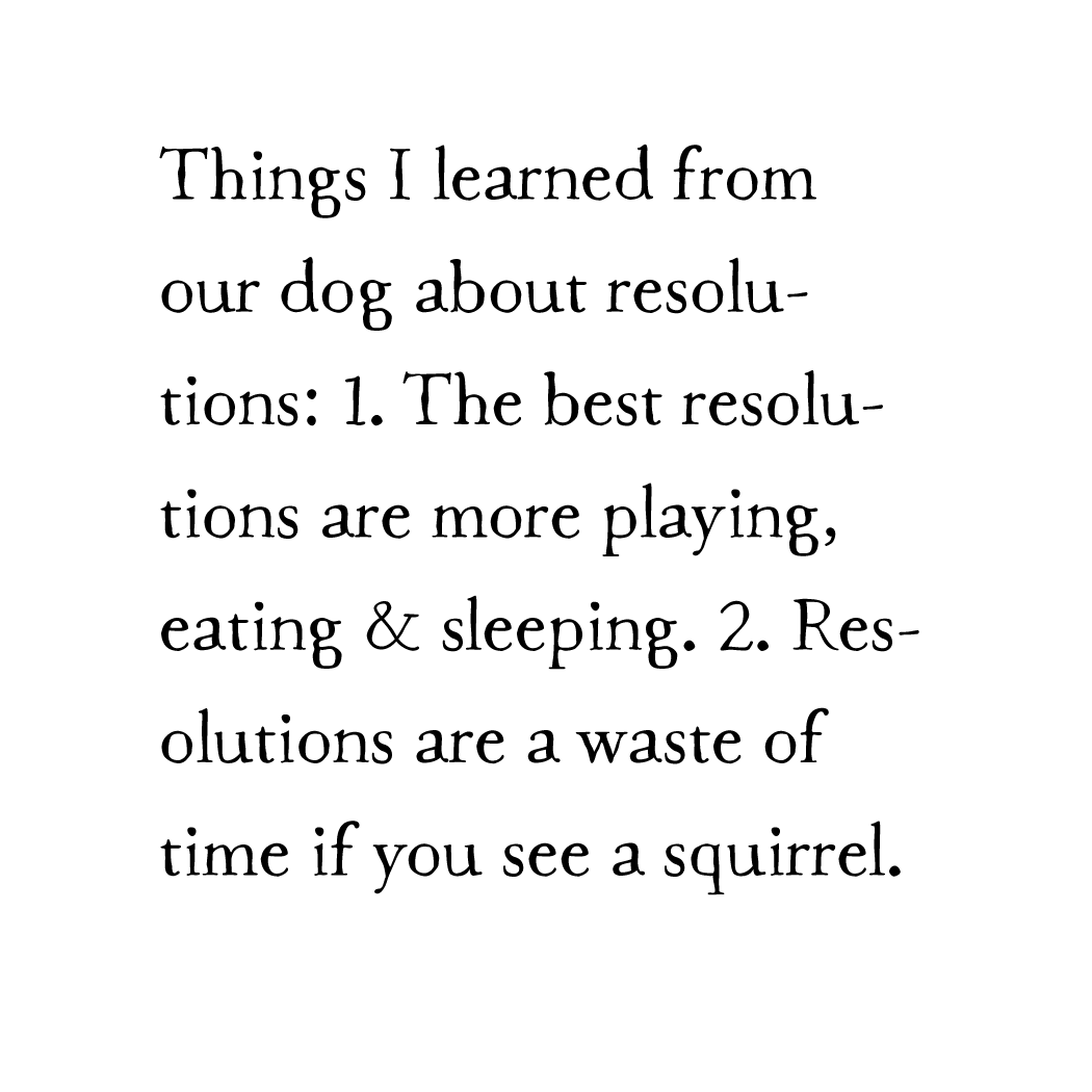 dog resolutions storyblock